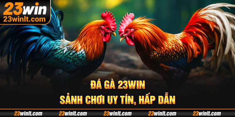 Đá gà 23WIN – Sảnh chơi uy tín, hấp dẫn với tỷ lệ kèo cạnh tranh